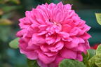 Sophy's Rose rose photo