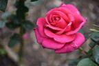 Showpiece Lipstick rose photo