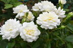 Fabulous! ™ rose photo