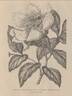 <i>P. wittmanniana</i> Hartwiss ex Lindl. synonym peony photo