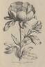 <i>P. peregrina</i> Miller peony photo