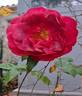 La rose Monsieur rose photo