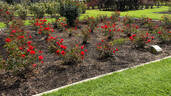 Trumpeter rose photo
