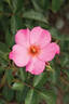 Barbie Mella rose photo