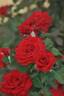 Carmine™ Vaza ® rose photo
