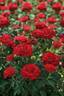 Carmine™ Vaza ® rose photo