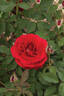 Cherry™ Vaza ® rose photo