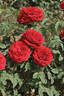 Cherry™ Vaza ® rose photo