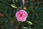 Pixie Blush rose photo