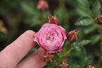 Pixie Blush rose photo