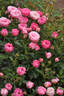 Pixie Blush rose photo