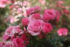 Asteria Pixie rose photo