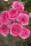 Asteria Pixie rose photo