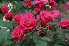 Showpiece Lipstick rose photo