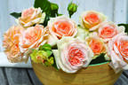 Showpiece Champagne rose photo