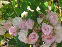 E. N. Ward. rose photo