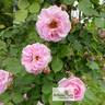 Walküre rose photo