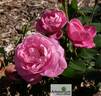 Mrs. John Laing rose photo