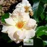 Prairie Harvest rose photo