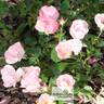 Bingo rose photo