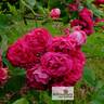 Geschwinds Schönste rose photo