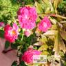 Super Excelsa ® rose photo