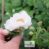 Hebe's Lip rose photo