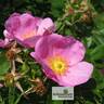 R. carolina rose photo