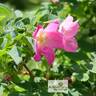 <i>Rosa pendulina</i> L. rose photo