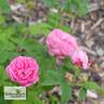 Madame Charles Baltet rose photo