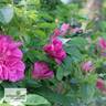 Moje Hammarberg rose photo