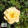 Candela rose photo