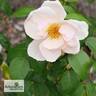 Lorenzo Pahissa rose photo