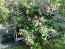 Seven Sisters rose photo