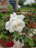 Maria Shriver ™ rose photo