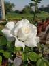 Maria Shriver ™ rose photo