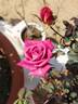 Incognito rose photo