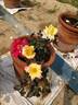 Charleston rose photo