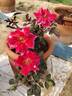 Charleston rose photo
