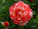 Alfred Sisley ™ rose photo