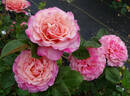 Almondeen rose photo