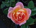 Alpine Sunset ® rose photo