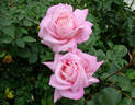Amazing Grace ™ rose photo