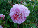 Anne Boleyn rose photo