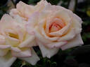 Anne Morrow Lindbergh rose photo