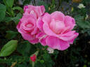 Aquarius rose photo