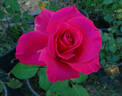 April Moon ™ rose photo
