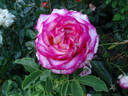 Attracta rose photo