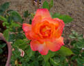 Bengal Tiger ™ rose photo