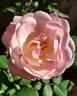 Ma Perkins rose photo